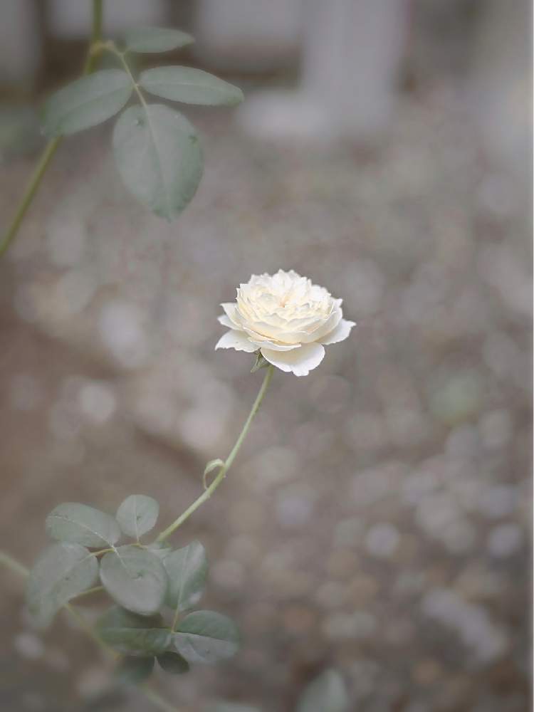 小さな庭の画像 by kayoさん | 小さな庭とバラとバラ ローズマリーとばら バラ 薔薇とマイガーデンとナチュラルガーデンとおうち園芸とおうちを彩る花とイングリッシュ・ローズとミラーレス一眼とガーデニングと花のある暮らしとお花のある生活と白い花とバラ・ミニバラとロザリアンとバラを楽しむ