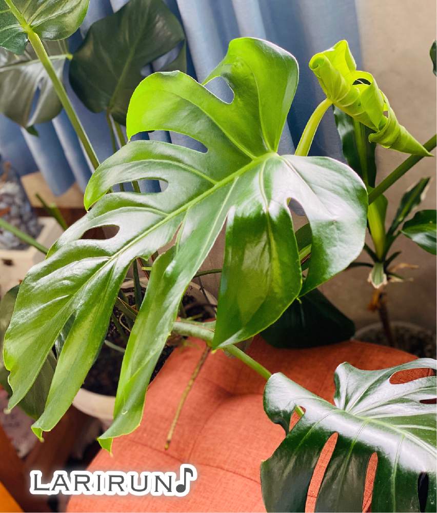 の画像 by らりるん♪さん | モンステラと観葉植物とリビングとモンステラ属とわが家の観葉植物❢