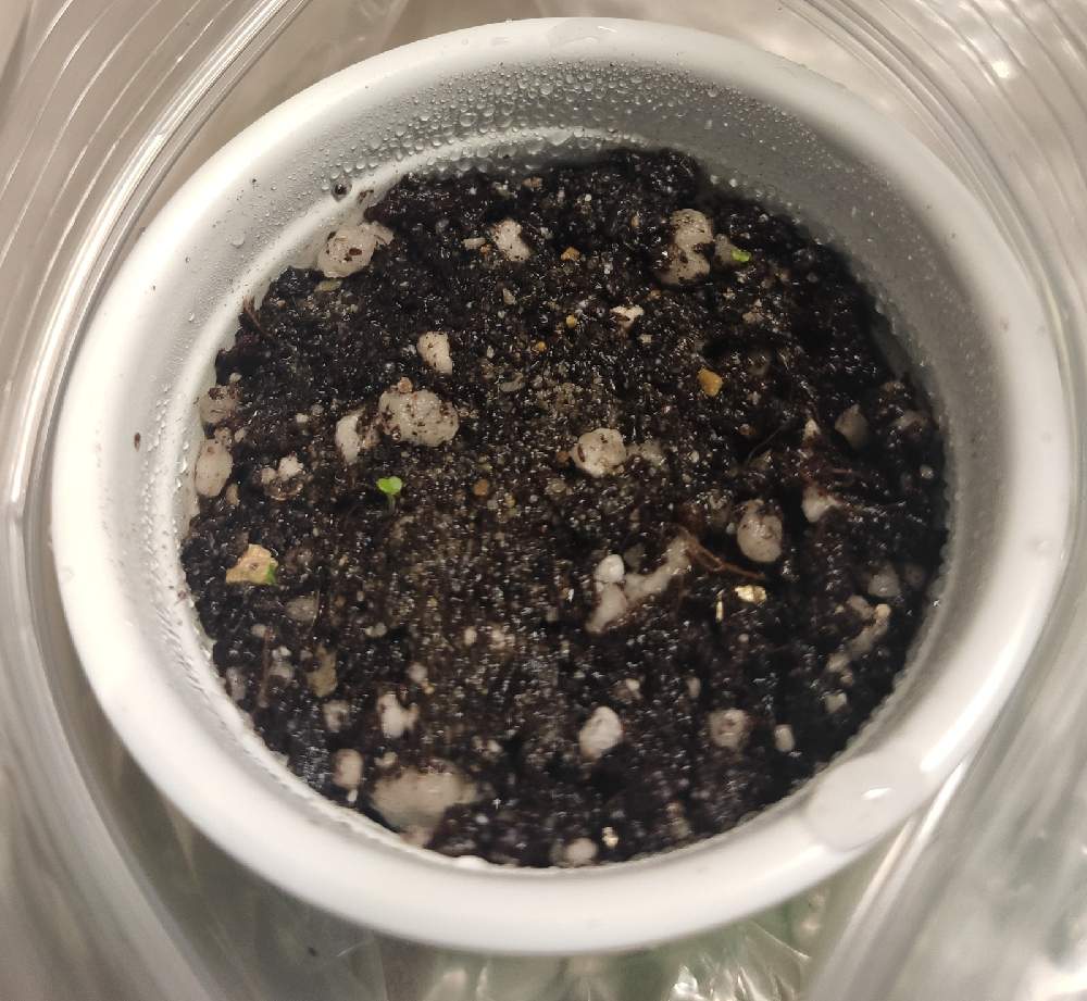 棚の画像 by Yukiさん | 棚と多肉植物と植物のある暮らしと多肉のある暮らしと多肉実生と植物の成長記録と実生と多肉初心者
