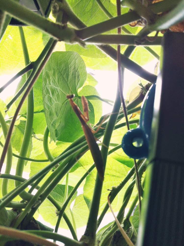 バルコニー/ベランダの画像 by KELO-GUさん | バルコニー/ベランダと昆虫と植物とコカマキリと植物のある暮らしとGS映えとひやみかち首里城!とおうち園芸と植中毒と琉球朝顔オーシャンブルーと琉球朝顔☆と植物に男前なんてない