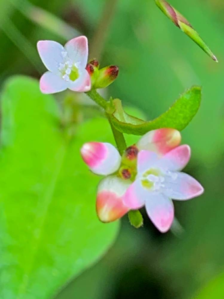 お出かけ先の画像 by ざっき~さん | お出かけ先とコミゾソバと湿原の植物とピンクの花と野草と山野草と薄ピンクとタデ科と湿地と花のある暮らしとかわいい花