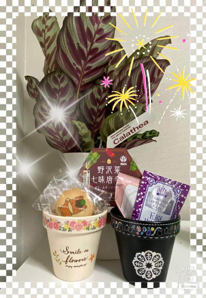 の画像 by まるぞう♪さん | カラテアとone for all all for oneと素敵便♡*。とまるぞう♪の図鑑とLove & PeaceとGSユーザーさんに感謝と癒し…♡と花のある暮らしといいね、コメントいつもありがとうございます。と植物は友だち