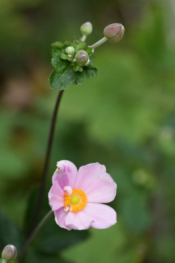 の画像 by 志穂さん | シュウメイギクと秋明菊と一眼レフとマクロレンズと寒川町とTAMRON 90㎜ F/2.8 MACRO1:1とおうちを彩る花