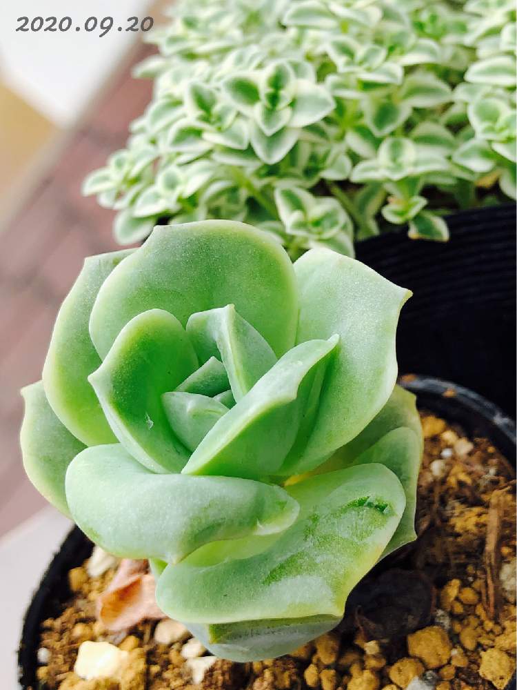 バルコニー/ベランダの画像 by あーさん | バルコニー/ベランダとラブリーローズと多肉植物と狩っ多肉とおうち園芸