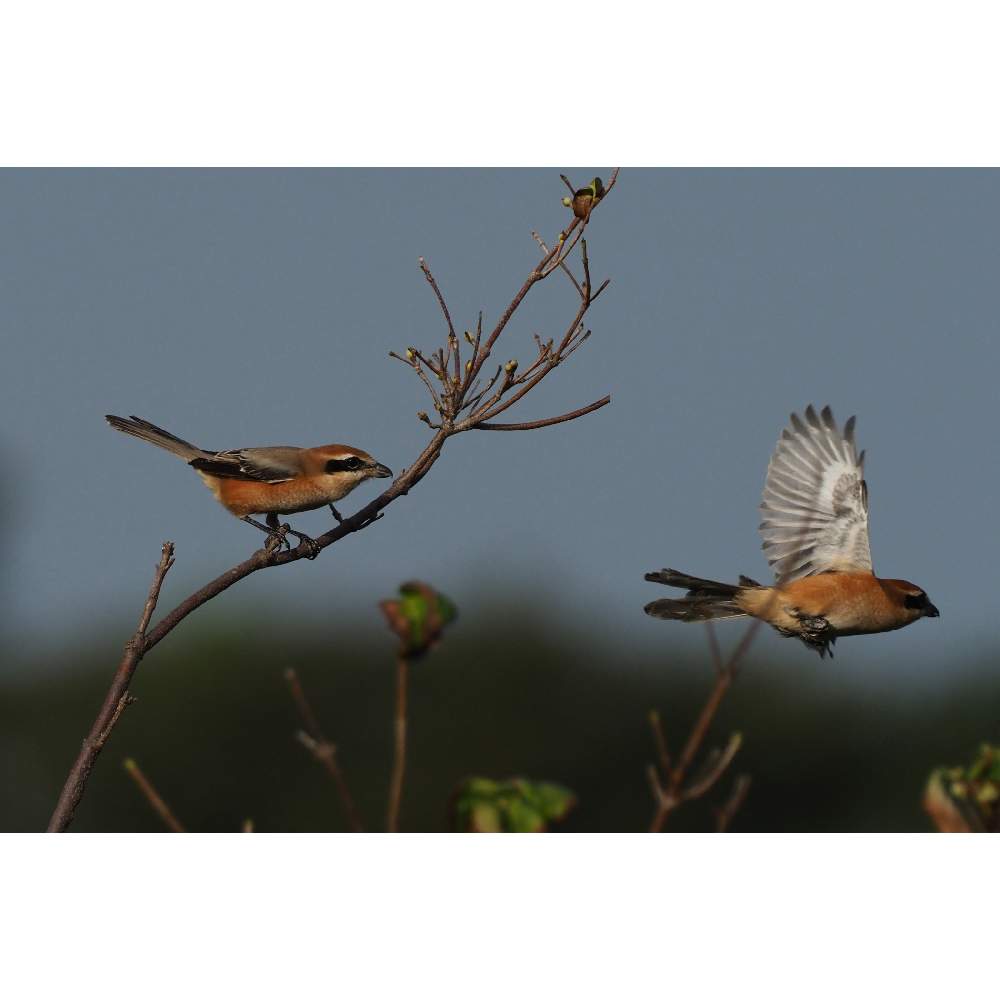 お出かけ先の画像 by 我楽多さん | お出かけ先と百舌(モズ)とお散歩(鳥さん)と親水公園*とOLY ED-ED 300mm F4.0 PROとOM-D E-M1Ⅱとモズとお散歩と親水公園