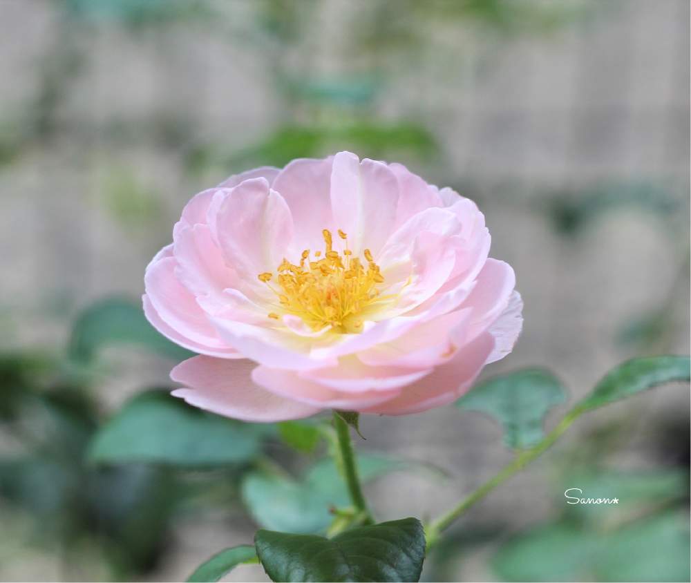小さな庭の画像 by さのんさん | 小さな庭とバラとセプタードアイルとばら バラ 薔薇とナチュラルガーデンとおうち園芸とおうちを彩る花とイングリッシュ・ローズとGSでバラ園と花のある暮らしとsanon*s roseとバラ・ミニバラとERと地植えと庭の宿根草