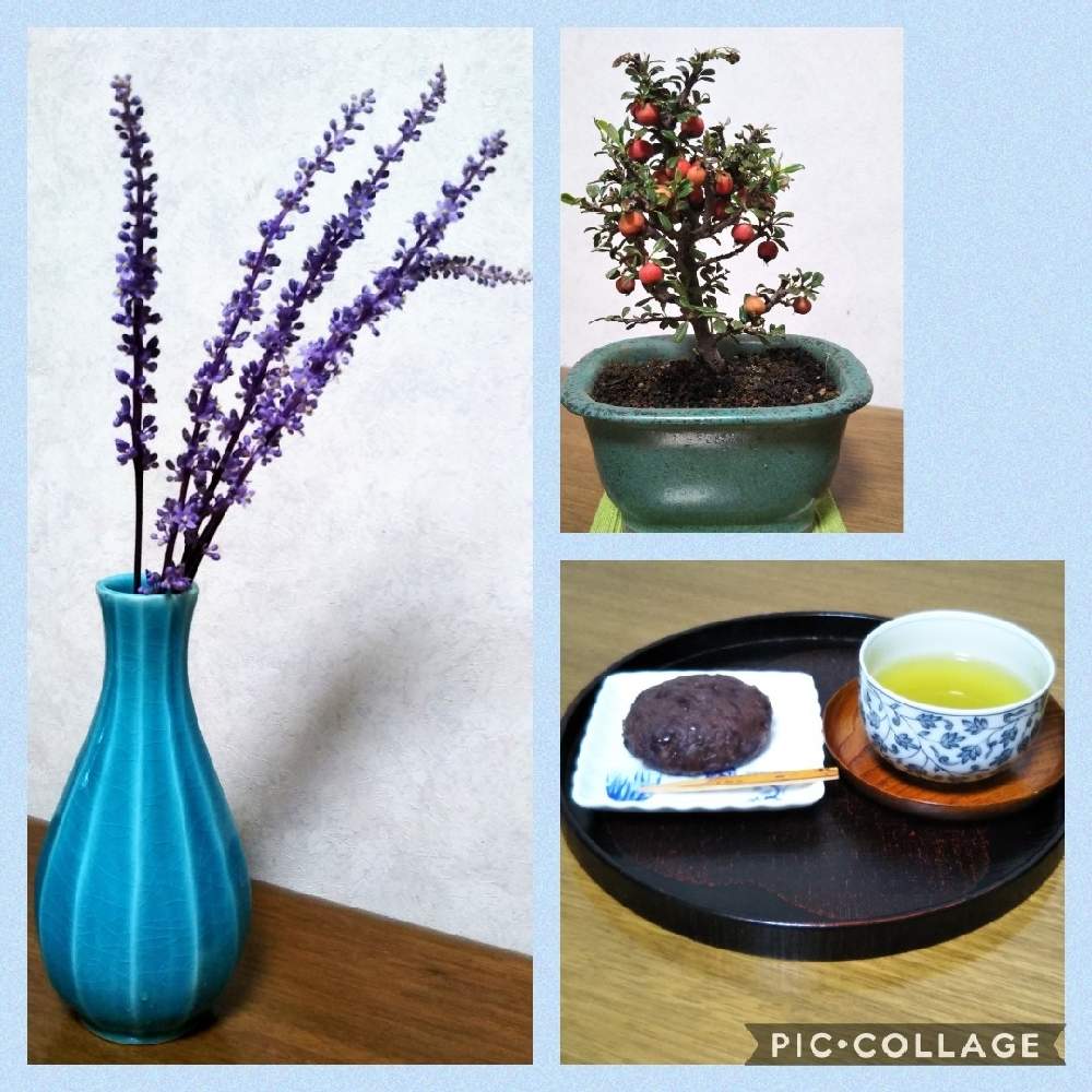 部屋の画像 by ゆりあさん | 部屋とお疲れ様です♡とまたお逢いしたいです❤︎と希望と誓いと御縁と医療関係者に感謝と感謝とお悔やみとこんな時こそ花をと祈りとおうち園芸と友情と合掌とお見舞いと平和祈念と花のある暮らしと自然に感謝