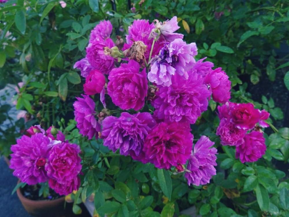 小さな庭の画像 by ☆きらまる☆さん | 小さな庭とYUMIKO印と極上咲きと薔薇愛同盟と薔薇男子と薔薇に魅せられてとオシャレとB型とバラのある暮らしとおうち園芸と今日の一枚ときれいな色とたまらん!と花のある暮らしとかわいいな♡とロザリアンとバラを楽しむとピンクハンター