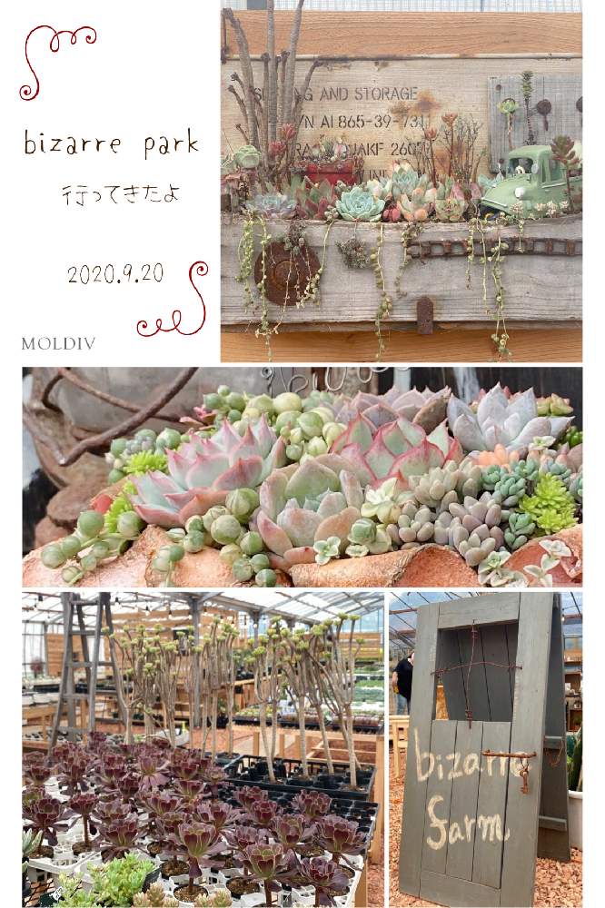 お出かけ先の画像 by aliceさん | お出かけ先と多肉植物とHTCとひやみかち日本!と令和✨四季のみちとbizarre farmとGSミニモニ。とバラと夢CLUBと妄想倶楽部と癒されると信楽狸倶楽部と花のある暮らしとラジオ体操倶楽部とbizarre parkとGSウォーキング・ジョギング推奨部