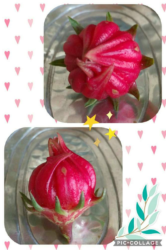 の画像 by はてはぁなさん | ローゼルといい感じ♡とチーム岐阜と面白い形とキレイ✨と切り花と心惹かれた