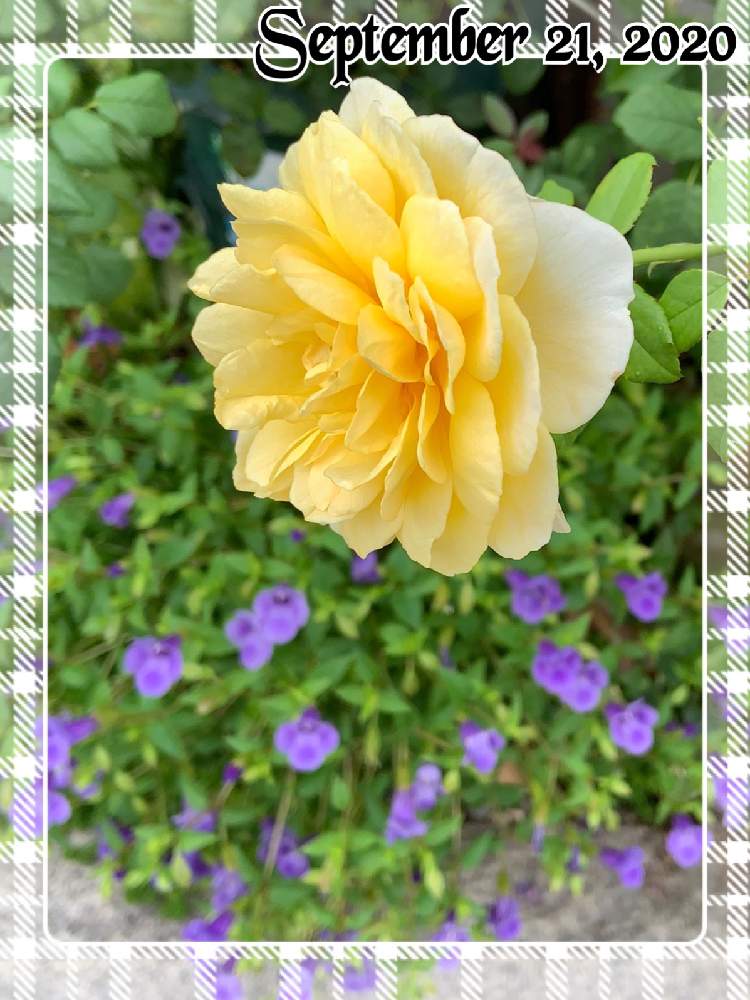 小さな庭の画像 by もみじさん | 小さな庭とザポエッツワイフとスーパートレニア カタリーナと幸せと薔薇愛同盟とお庭の草花とデビッドオースチンとザポェッツワイフとお家大好きとおうち園芸とありがとうと全部GSのせいだとイングリッシュ・ローズと庭のばらと小さな小さな庭と花のある暮らしとばら 薔薇 バラとおうちで自然を感じると三種の神器と香りのバラ