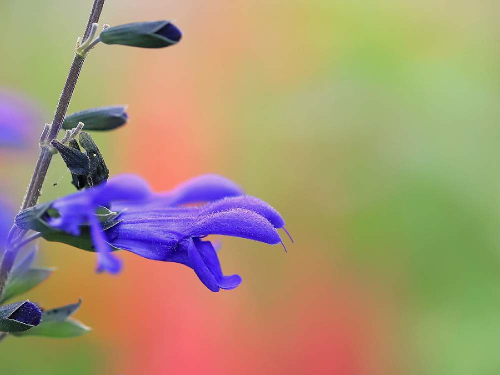 の画像 by takosyaさん | ブルーサルビアとファインダー越しの私の世界とcanonとCanon EF100mm F2.8Lマクロ IS USMとI♡Kanagawaと一眼レフと青い花と横浜里山ガーデンと今日のお花とSocial Distanceとカメラ好き☆