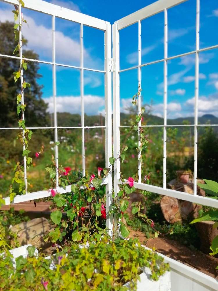 広い庭の画像 by TAKA丸さん | 広い庭と写真と手作りの庭とおうち園芸とおうちを彩る花と暮らしに花をとDIY