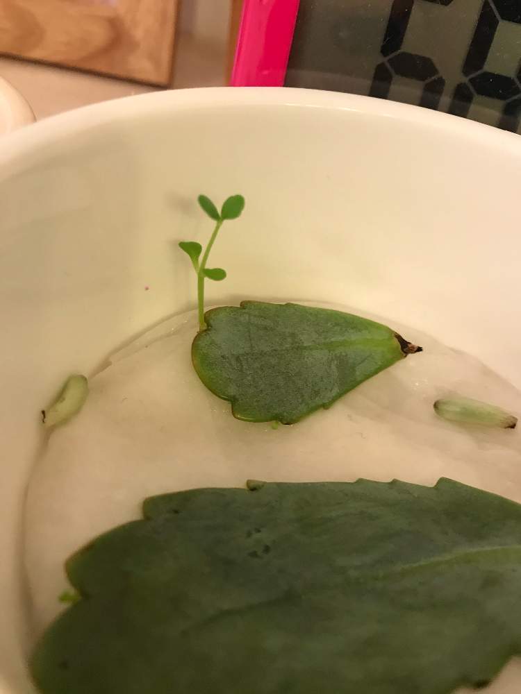 部屋の画像 by らいむ(*'ω'*)さん | 部屋と胡蝶の舞と多肉を楽しむと多肉植物とたにくにくにくたにくにくと#多肉#多肉植物#たにくとらいむ(*'ω'*)とたにくにくにくにくにくにくにくにくにくにくにくにくにくにくにくにくにくにくにくにくにくにくにくにくにくにくにくにくにくにくにく…とコロナに負けるな!とたにく。と多肉女子とたにくあそび。と#たにく。