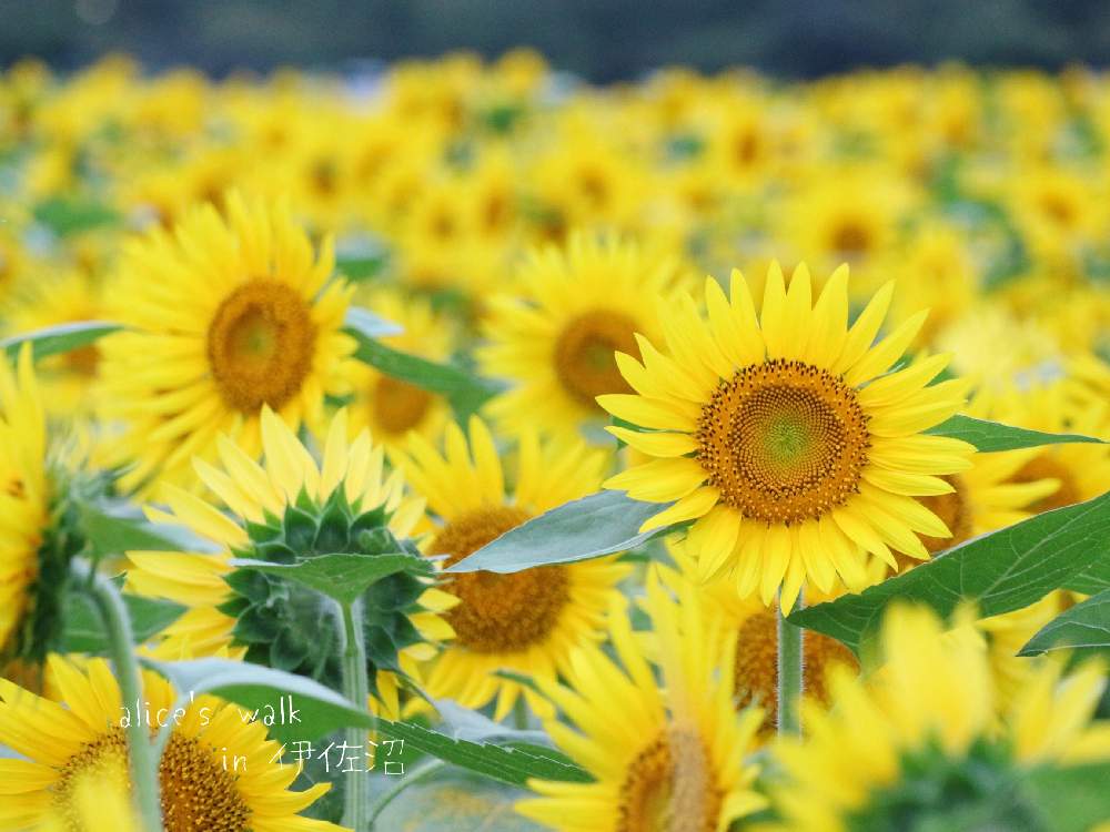 お出かけ先の画像 by aliceさん | お出かけ先とひまわりとHTCとひやみかち日本!と令和✨四季のみちとGSミニモニ。とバラと夢CLUBと妄想倶楽部と癒されると信楽狸倶楽部と黄色いお花大好き協会と花のある暮らしとラジオ体操倶楽部と黄色いお花とGSウォーキング・ジョギング推奨部と伊佐沼と川越市とださいたまとは言わせない(๑•̀ㅂ•́)و✧