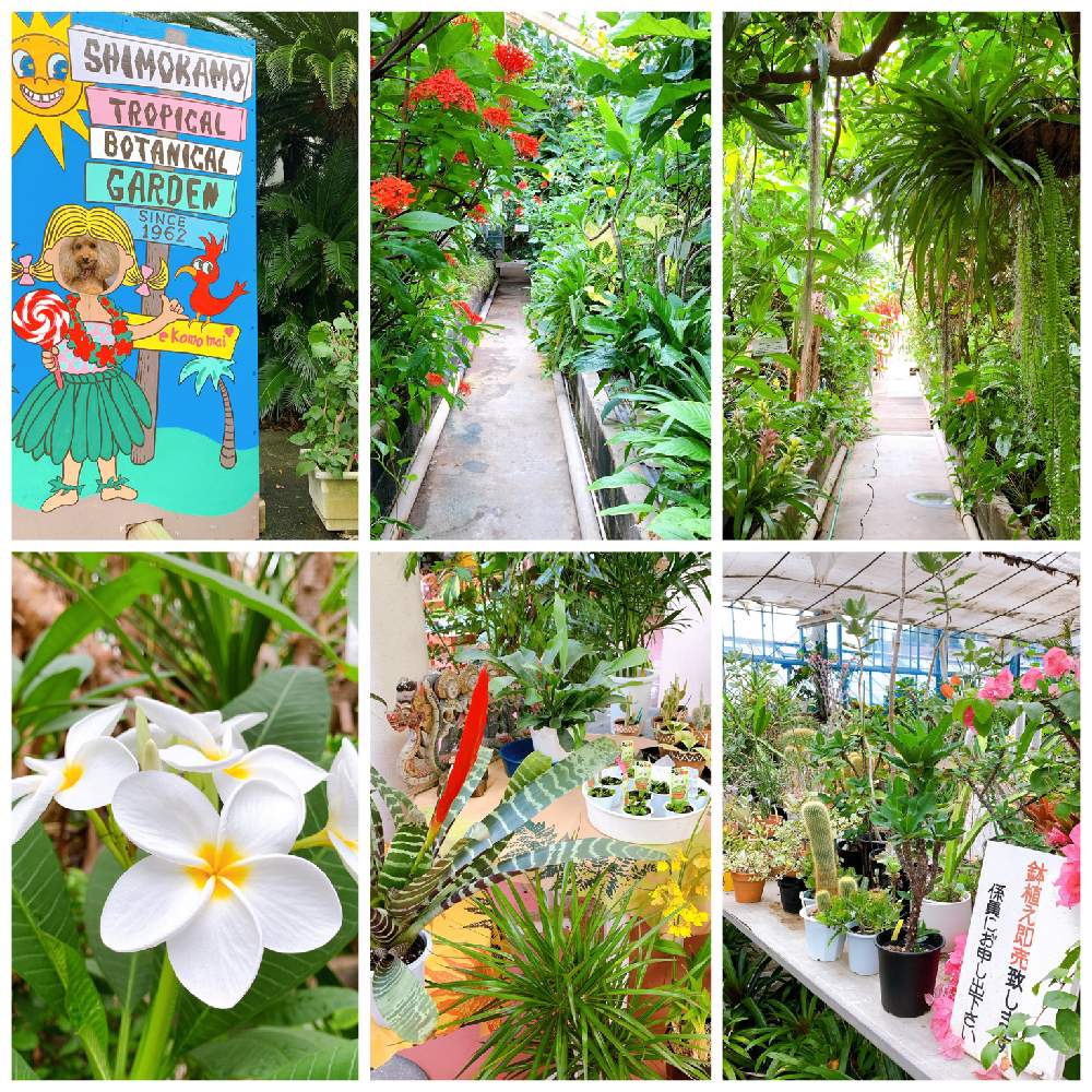 お出かけ先の画像 by sallyさん | お出かけ先とジャングルとグリーンのある暮らしと下賀茂熱帯植物園とグリーン!グリーン!グリーン!とおうち園芸と花のある暮らしとわんこ散歩