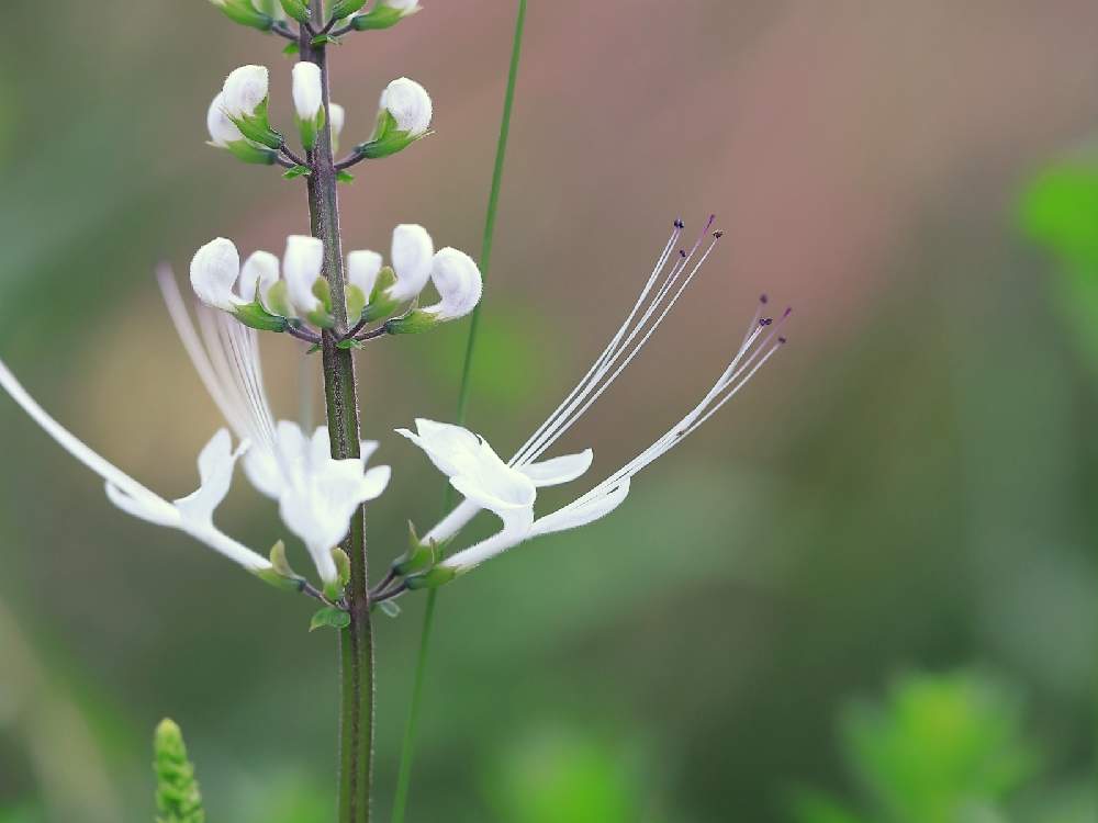 の画像 by takosyaさん | ネコノヒゲとファインダー越しの私の世界とcanonとCanon EF100mm F2.8Lマクロ IS USMとI♡Kanagawaと一眼レフと横浜里山ガーデンとSocial Distanceとカメラ好き☆