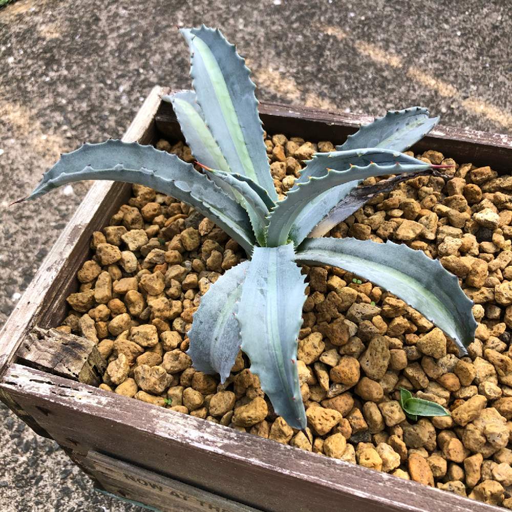 の画像 by kisselさん | アガベ・アメリカーナ・ エクスパンサとトゲトゲとアガベのある暮らしとno green no lifeと棘棘とagave americana expansa