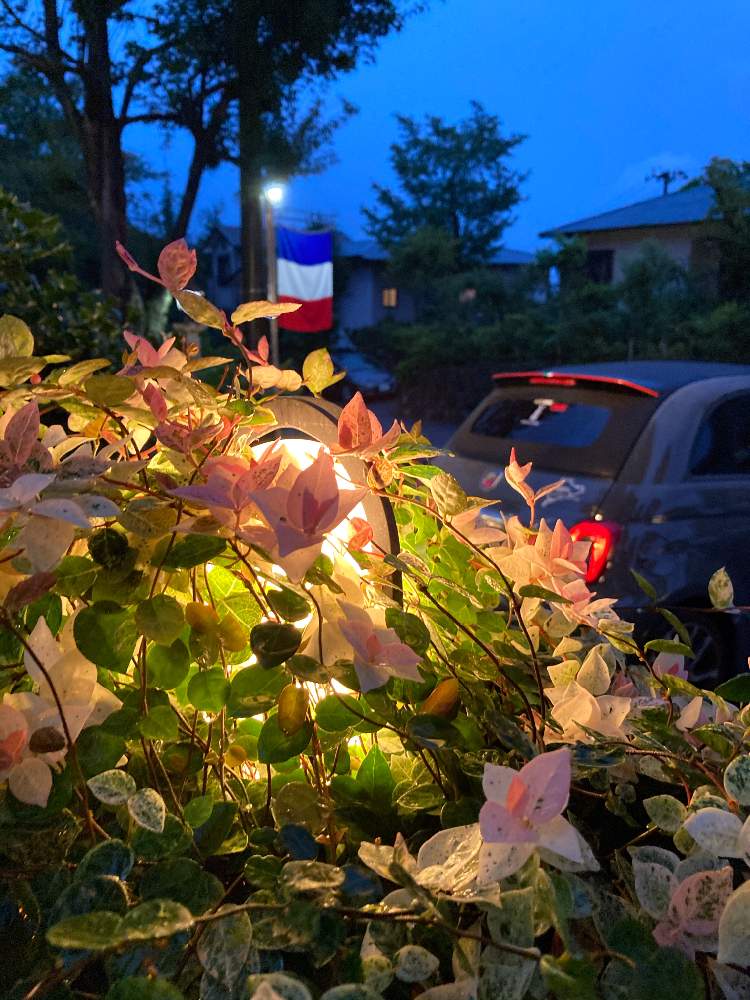 お出かけ先の画像 by のいまいさん | お出かけ先とハツユキカズラと写真中毒といつもありがとう❣️とコロナに負けるな‼️と植物万歳と車好き♡