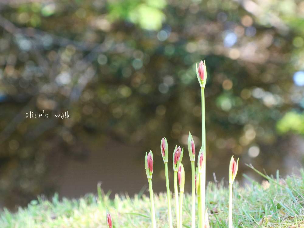 お出かけ先の画像 by aliceさん | お出かけ先とヒガンバナとHTCと佐野市とひやみかち日本!と城山公園と令和✨四季のみちとGSミニモニ。とバラと夢CLUBと妄想倶楽部と癒されると信楽狸倶楽部と花のある暮らしとラジオ体操倶楽部