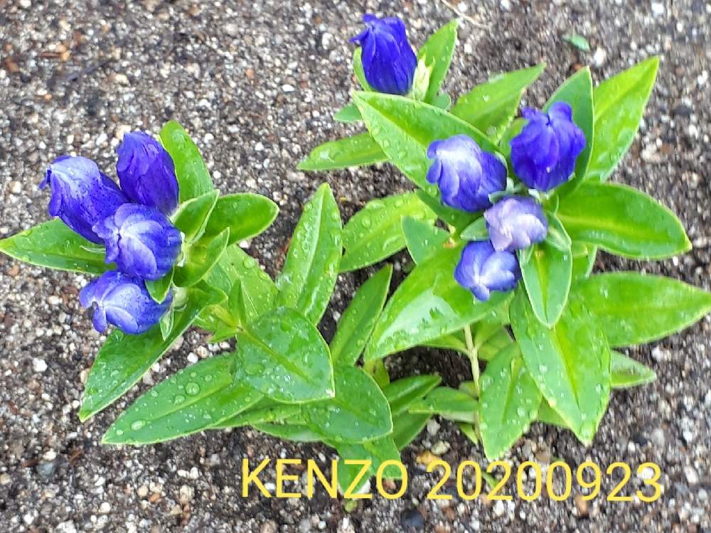 玄関の画像 by SENTIMENTAL-BOYさん | 玄関と植物のある暮らしと山野草と植え付けとおうち園芸と花言葉と庭のある暮らしと季節の変わり目と鉢植えと花好きと花のある暮らしと春夏秋冬と暮らしの仲間たち
