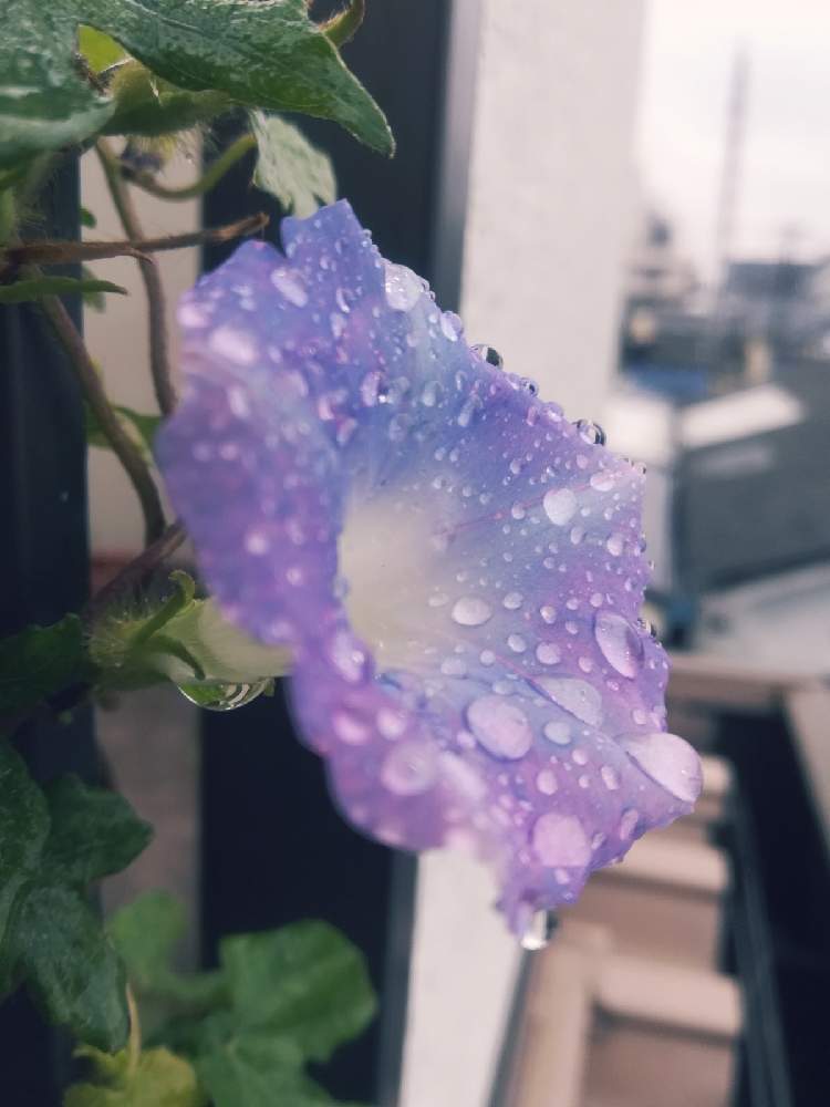 バルコニー/ベランダの画像 by Tomさん | バルコニー/ベランダと朝顔と雨粒とヒルガオ科とあめふりとサツマイモ属と雨に濡れてと酸性雨と雨粒マジックと雨の日とイポメア属