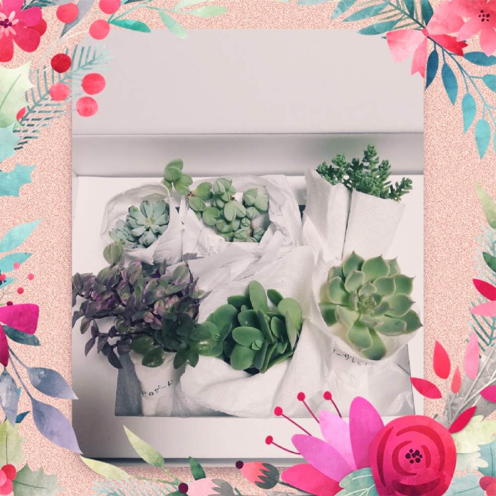 の画像 by チャティさん | 多肉植物の苗。と多肉大好きと多肉植物のある暮らしとおうち園芸とコロナに負けるな!と多肉女子