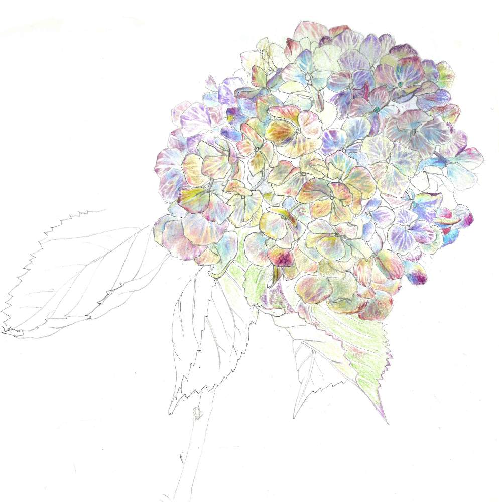 お出かけ先の画像 by るんるんるんさん | お出かけ先と秋色紫陽花(アキイロアジサイ)と花が好きと見てくれてありがとう♡と秋に咲かせた花-園芸ガイド2020