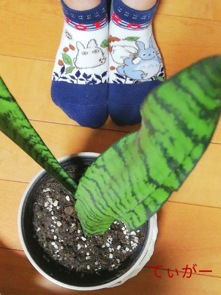 部屋の画像 by ティガーさん | 部屋とサンスベリアと最前線のあなたへとかわいいのが好きとおうち園芸とコロナに負けるな!と接写が好きとシンプルが好きと植物好きと被災地の皆さんガンバ!と花のある暮らし