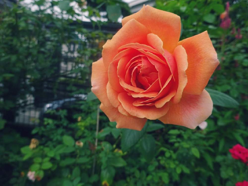 小さな庭の画像 by ☆きらまる☆さん | 小さな庭と極上咲きと薔薇愛同盟と薔薇男子と薔薇に魅せられてとオシャレとB型とバラのある暮らしとおうち園芸と今日の一枚ときれいな色とたまらん!と花のある暮らしとテンション⤴︎とロザリアンとバラを楽しむ