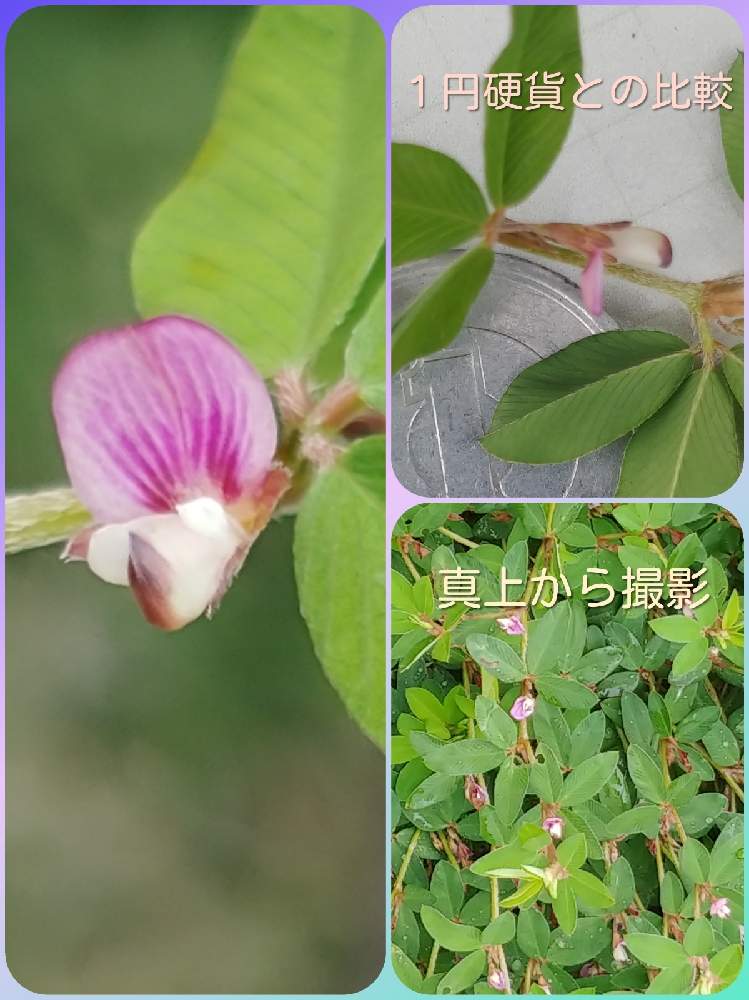 お出かけ先の画像 by コニぽんさん | お出かけ先とヤハズソウ(矢筈草)とみち草花とスマホ撮影と空地の草花とクローズアップと名前が分からない子。と君の名はと職場の近く