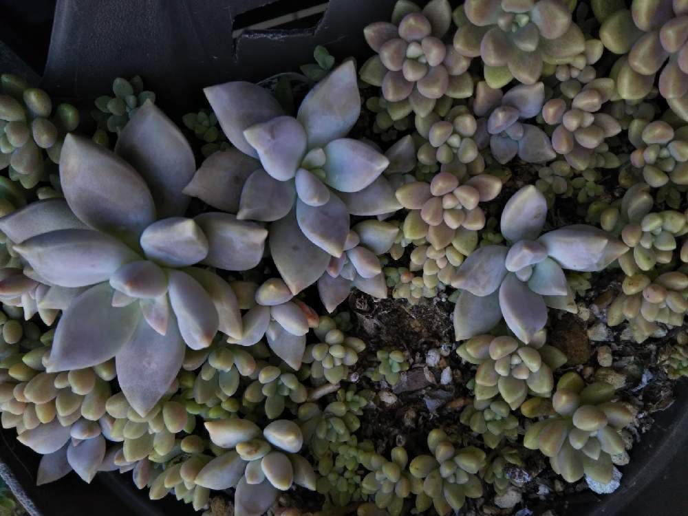 エクステリアの画像 by はははさん | エクステリアと多肉屋敷と多肉植物と観葉植物とグラプトペタルム属とおうち園芸と桜牡丹・とパルヴォリバー・とゴースティン・と 姫秋麗と群生派