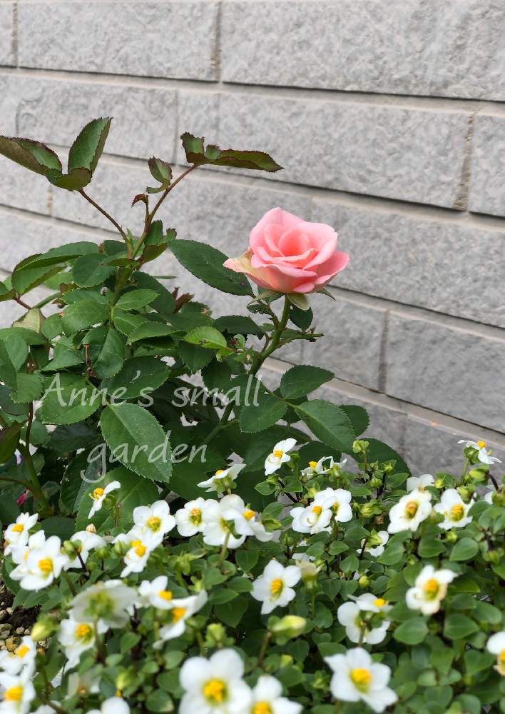 小さな庭の画像 by ♪ Anne ♪•*¨*•.¸¸♬さん | 小さな庭と鉢植えと薔薇のある素敵な暮らしと小庭の花