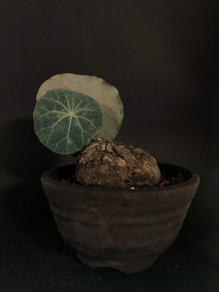 バルコニー/ベランダの画像 by hittyyさん | バルコニー/ベランダと植物のある暮らしと塊根植物のある暮らしと塊根とステファニア ノヴァSPとStephanie sp. novaとコーデックスと緑のある暮らしと塊根植物とステファニア属と緑大好き❤とバルコニスト