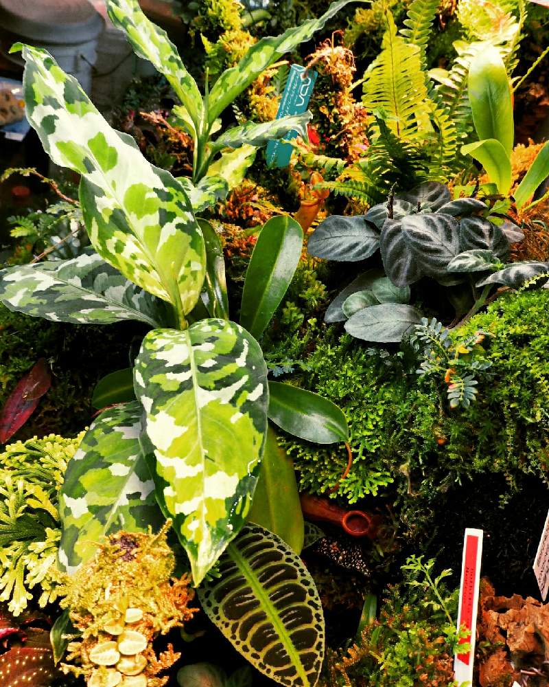 部屋の画像 by とと3さん | 部屋と植物のある暮らしとミストプランツと葉っぱとおうち園芸とアグラオネマ属と植中毒と珍奇植物とジメジメ系