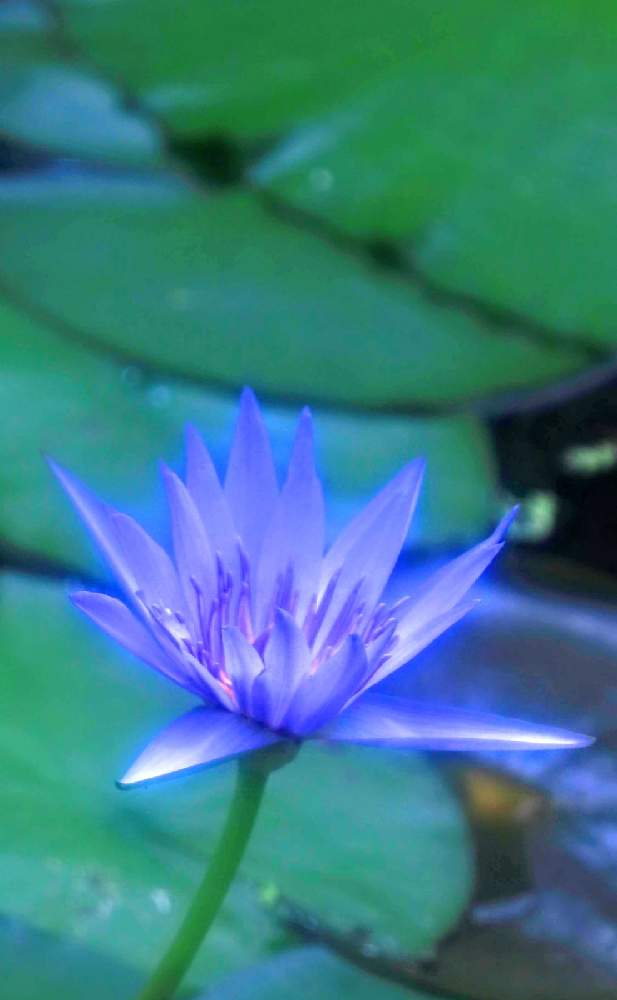 お出かけ先の画像 by ロベカル3さん | お出かけ先と熱帯性睡蓮と紫の花と青い花と花のある風景と北川村モネの庭マルモッタン