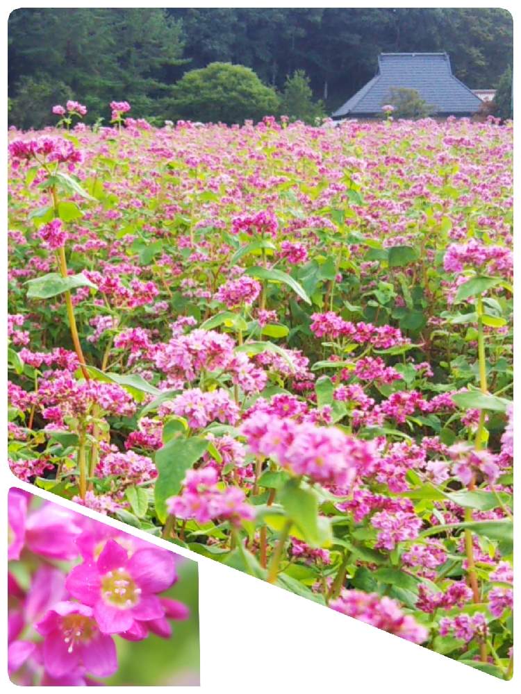 お出かけ先の画像 by ケイジさん | お出かけ先とタカネルビーとソバの花