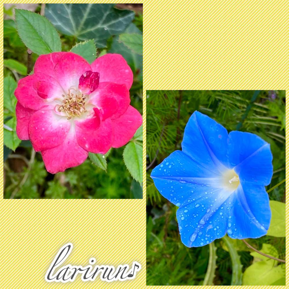 小さな庭の画像 by らりるん♪さん | 小さな庭とアサガオとミニバラと朝顔^_^とお庭の花たちとばら バラ 薔薇とばら 薔薇 バラ