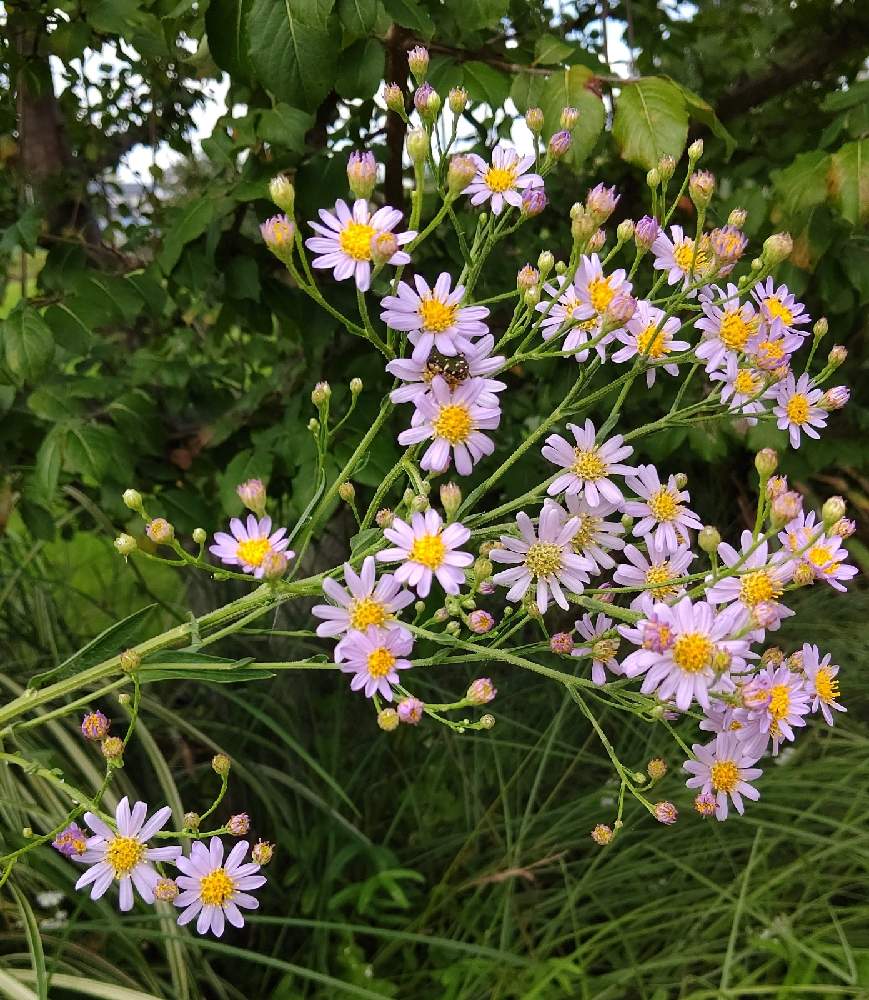 お出かけ先の画像 by ぺこりん♪さん | お出かけ先とシオンと公園とGS映えとGS日和ときれいと散歩とボタニカルスポットとおでかけ先とお散歩と安城デンパークとお出かけ先にて