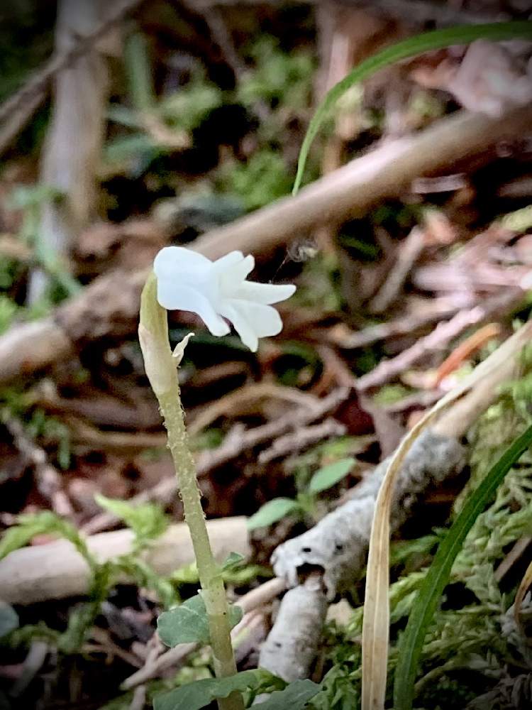 お出かけ先の画像 by Linmokuさん | お出かけ先とアリドオシランと山野草と白い花とハイキング・登山と初夏の花たち