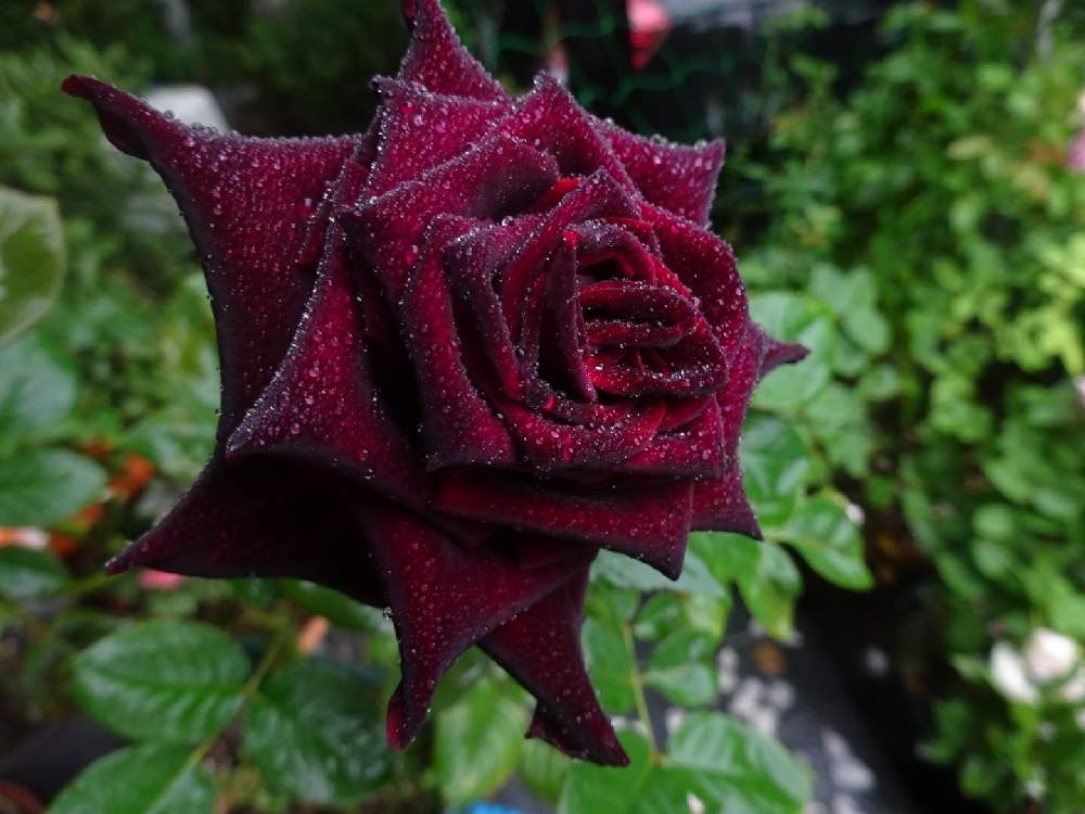 エントランスの画像 by ☆きらまる☆さん | エントランスと極上咲きと薔薇愛同盟と薔薇男子と薔薇に魅せられてとオシャレとB型とバラのある暮らしとおうち園芸と今日の一枚とセクシーときれいな色と花のある暮らしとロザリアンとバラを楽しむ