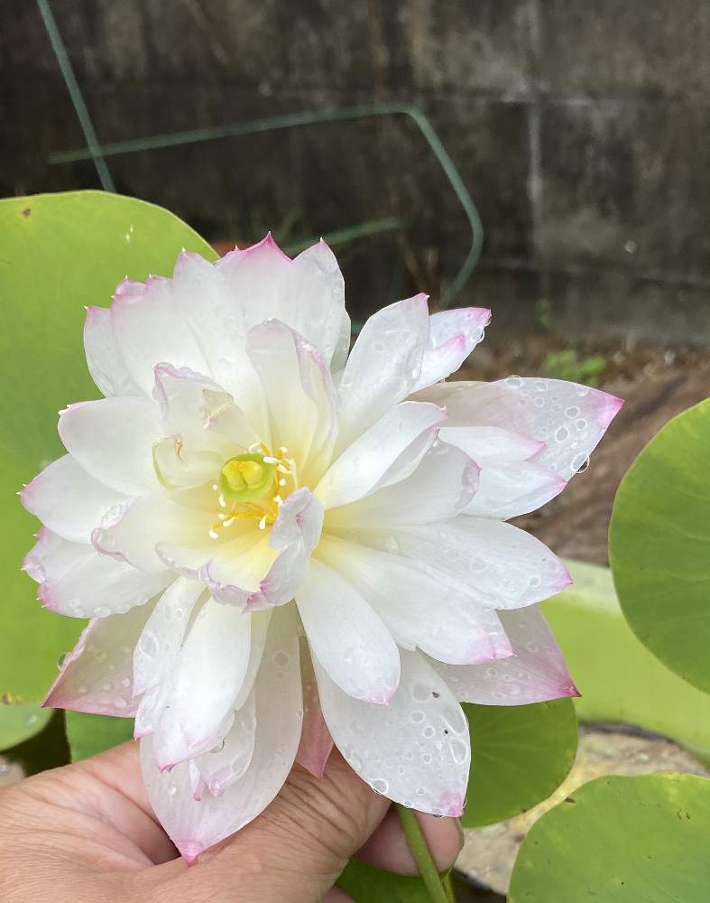 小さな庭の画像 by るみりんさん | 小さな庭とはす(蓮)とはすの花とおうち園芸とおうちを彩る花