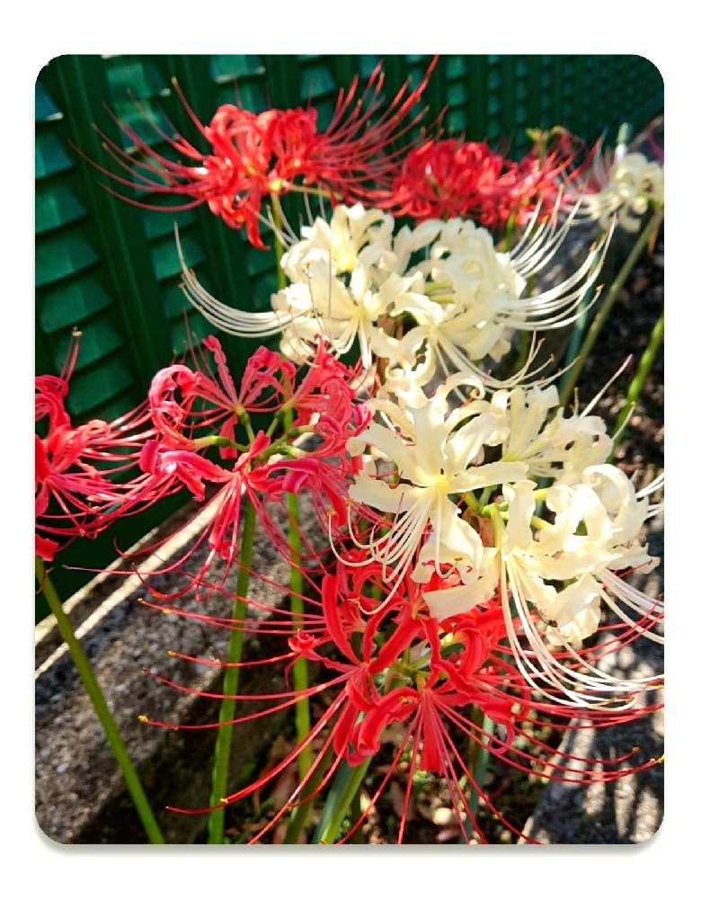 の画像 by さかいさん | 彼岸花 曼珠沙華と赤い花と秋の風景としろいはな