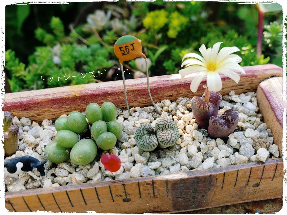 の画像 by tot-ziens!(トット・シーンズ)さん | 群仙園とコノフィツム属と工場のおじいさんシリーズと工場にてと多肉植物の寄せ植え♡とトットシーンズさんとかわいいな♡とモノサシキバコ