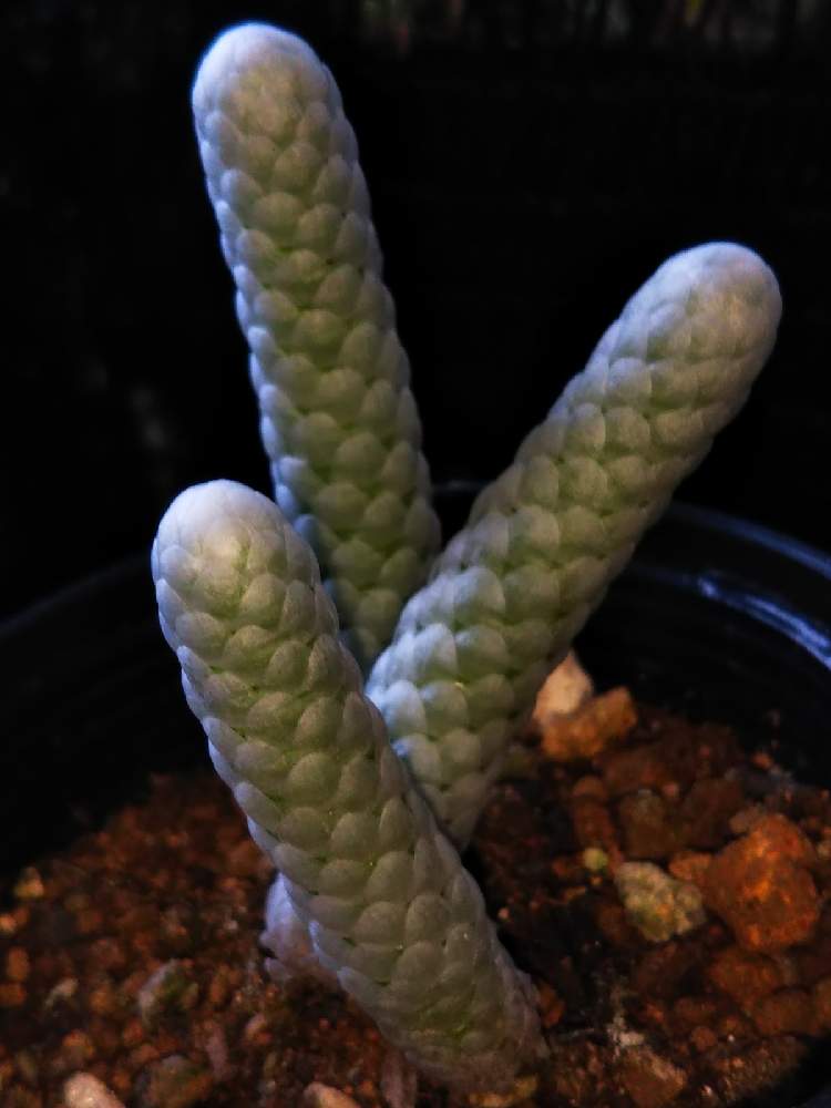 窓辺の画像 by はははさん | 窓辺と多肉屋敷と多肉植物と観葉植物とアボニアとスベリヒユ科とおうち園芸とアボニア属とアボニア・パピラケアと群生派