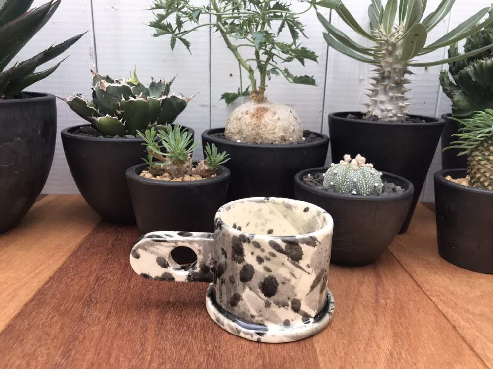 の画像 by CLUTCH FURNITUREさん | 兜丸とヤトロファ・ベルランディエリとアガベ チタノタとアガベ女子と男前プランツとアガベ AGAVEと植物のある暮らしと塊根と男前インテリアとオンラインショップと多肉植物のある暮らしと塊根植物とマグカップと多肉多肉多肉とインテリアグリーン
