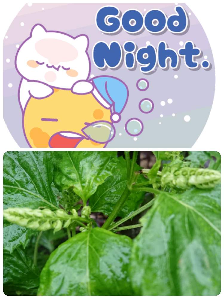 畑の画像 by 苺さん | 畑とプランター菜園とプランター野菜とプランターと家庭菜園とおうちde菜園と青紫蘇の栽培とおうち園芸と種蒔き栽培と収穫とプランター植え