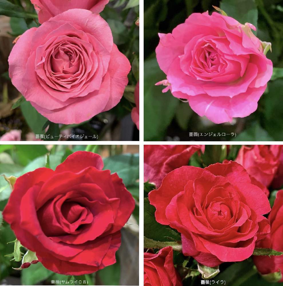 お出かけ先の画像 by カタバミさん | お出かけ先と薔薇(ライラ)とビューティバイオジェールと薔薇(ビューティバイオジェール)と薔薇(エンジェルローラ)と薔薇(サムライ08)