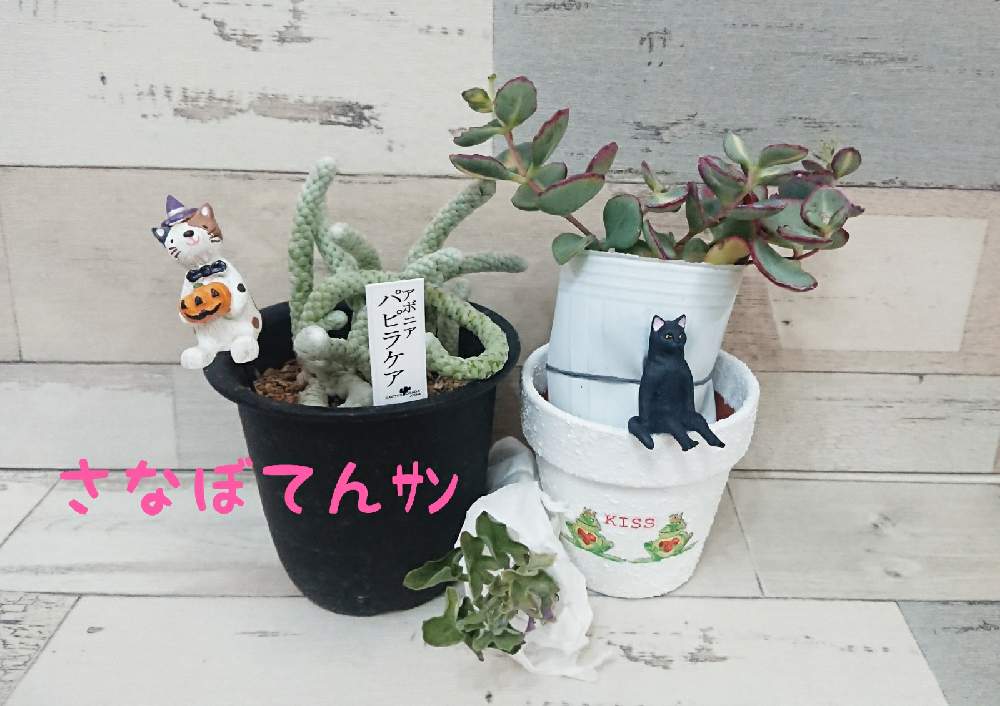 部屋の画像 by 45さん | 部屋とHTCとたにおたくらぶ No.132とバラと夢CLUBとHTC no,174と多肉女子とタニラーと頂き物とたにおたくらぶと雑貨~大好き