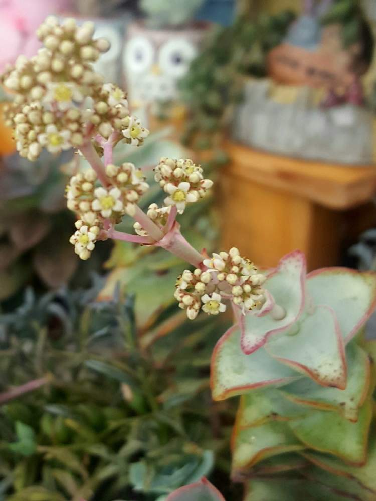 テラスの画像 by えみりんさん | テラスと星の王子と多肉植物とスマホ撮影と多肉植物の花と自己満足と癒しとGS映えと多肉のある暮らしと多肉の花芽とGS日和ときれいと多肉女子とタニラーと可愛い
